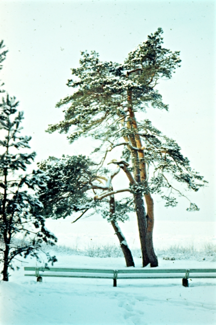 Krāsains diapozitīvs. Ziemas skats ar trīs priedēm kāpu zonā.