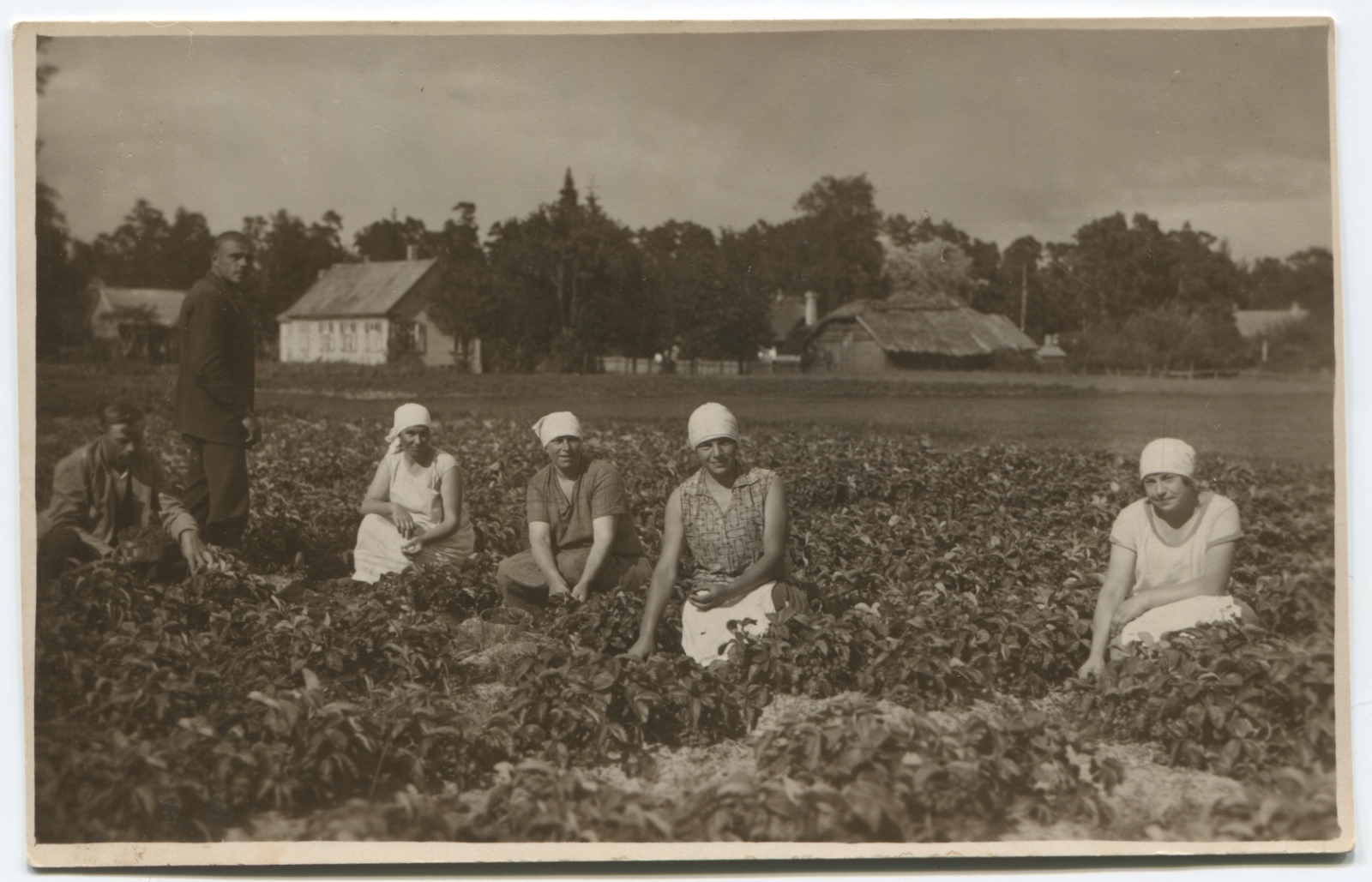 Melnbalta fotogrāfija. Četras sievietes baltos lakatos un divi vīrieši zemeņu vagās. Fonā apbūve.